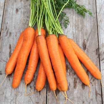 SATIVA | sementi biologiche Online Shop