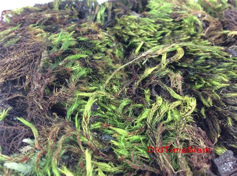 Fake Moss Algae Thallophytic Plant Lichen Green Jardiniere Growing ...