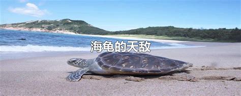 阔怕！海龟最大的天敌!不断在身上繁殖,海龟毫无办法只能静等灭亡_哔哩哔哩_bilibili