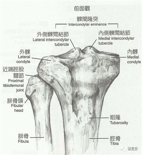 胫骨粗隆 的图像结果