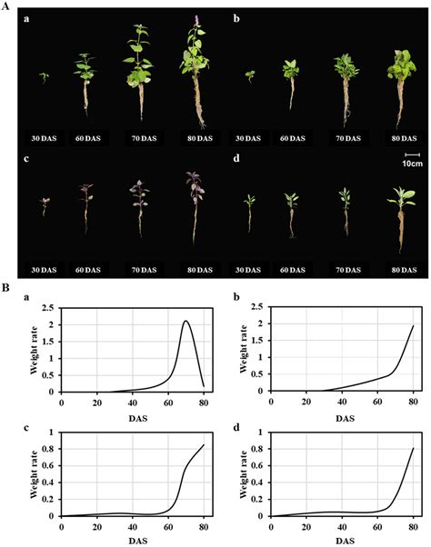 Effects of Harvest Timing on Phytochemical Composition in Lamiaceae ...