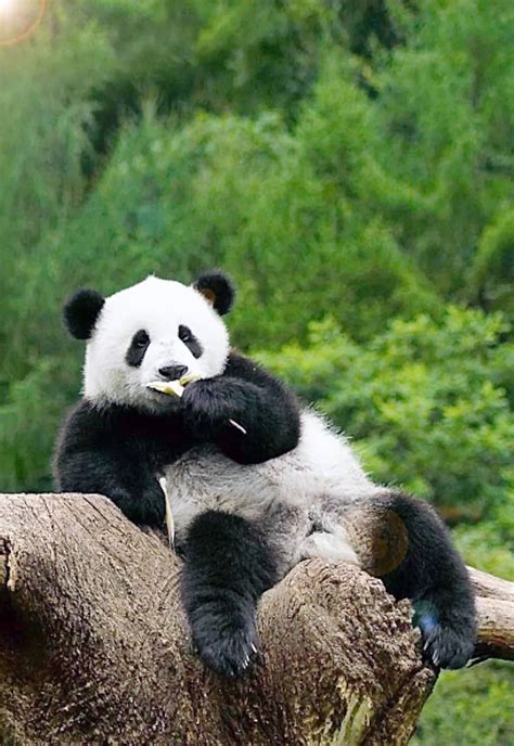 为什么小熊猫濒临灭绝 - 听力课堂