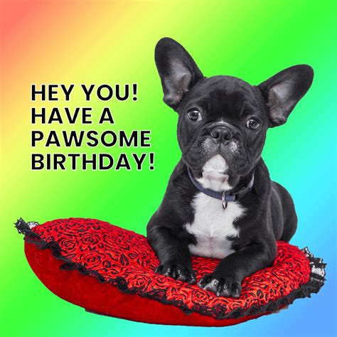 Happy Birthday Meme Dog Happy Birthday Dog Funny Images Free
