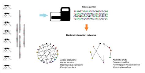 Bacterial Community Diversity and Bacterial Interaction Network in ...