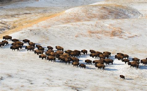 Great Plains Animals