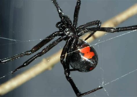 Black Widow Spider Behavior - AnimalBehaviorCorner