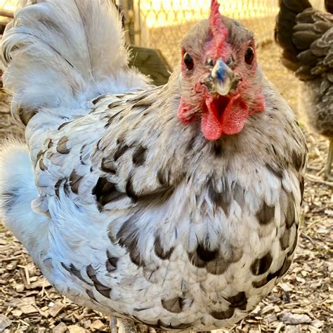 Pullet: Blue Splash Marans, Shipping week of 06/12/2023 - My Pet Chicken