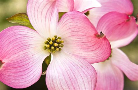 What Does Flowering Dogwood Look Like at Angela Bates blog