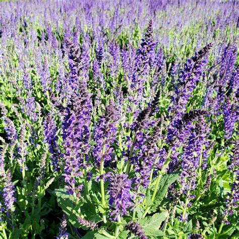 Salvia ‘May Night’ (Meadow Sage) - Cavano's Perennials