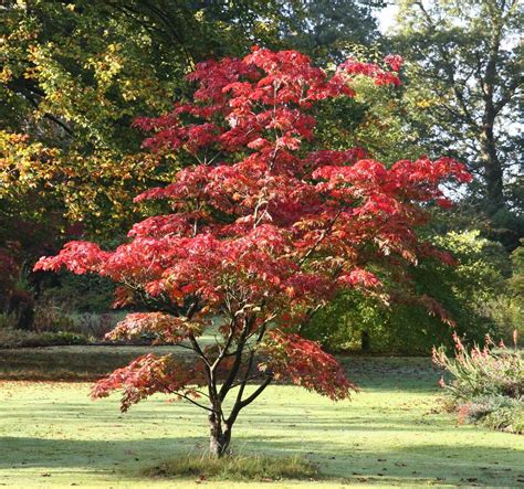 Acers | open gardens, garden centre, plant nursery, tearoom in ...