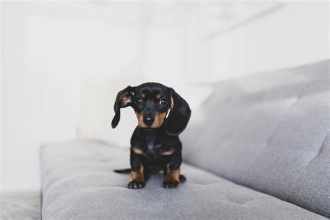 Black Mini Dachshund
