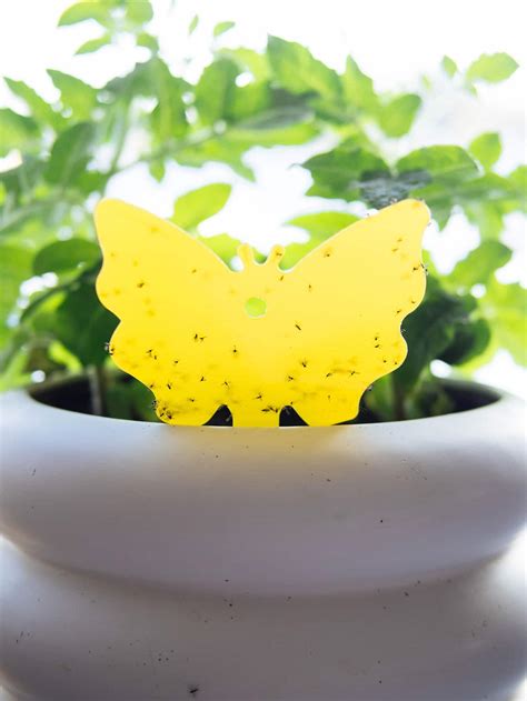 How I Got Rid of Fungus Gnats—For Good - Garden Betty