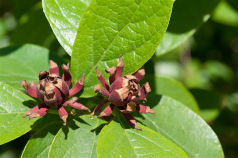 Calycanthus floridus (Sweet shrub)