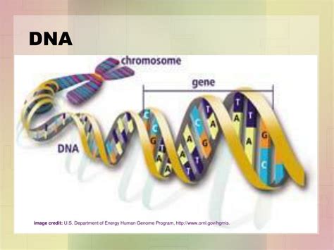 Image result for Gene Decoding
