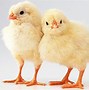 Image result for Spring Baby Animals Chicks