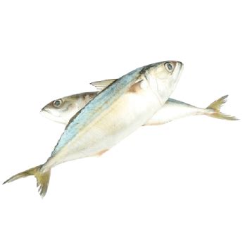 Premium Quality Frozen Seafood Products – Regent Marine Industries