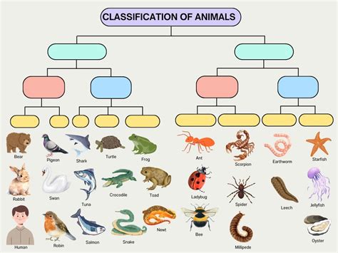Why Is Classification of Animals Needed 的图像结果