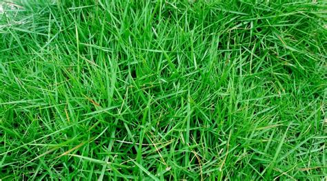 Runner Plant 的图像结果