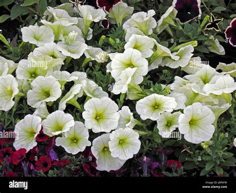 Summer plants and flowers,Croatia,24 Stock Photo - Alamy
