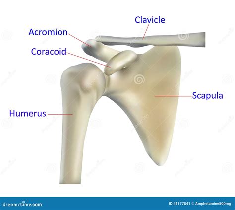 Anatomy Of The Shoulder Bone Stock Illustration - Image: 44177841