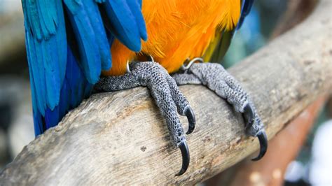 How To Clip Your Birds Nails (10 Easy Steps) - Birds News