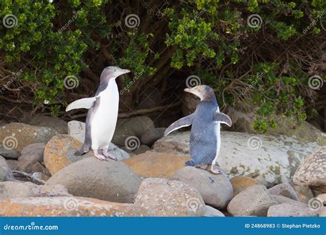 Juvenile NZ Yellow-eyed Penguins or Hoiho on Shore Stock Image - Image of aquatic, beach: 24868983 - habitat of yellow eyed penguin