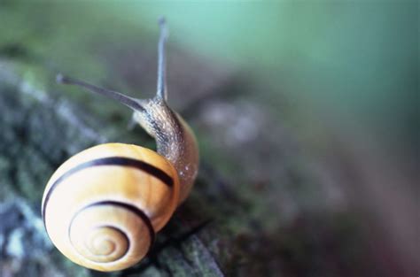 【小蜗牛摄影图片】植物所生态摄影_hifan_太平洋电脑网摄影部落