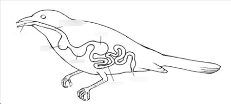 Image result for Bird Digestive System