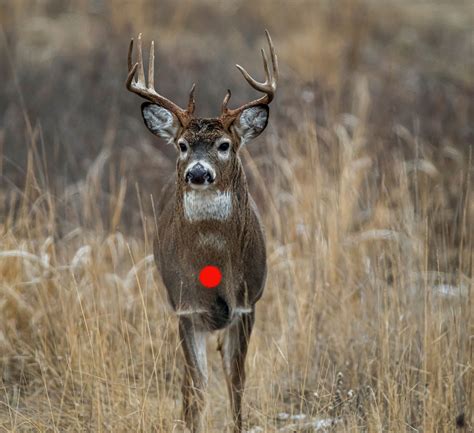 Whitetail Deer Vitals Diagram