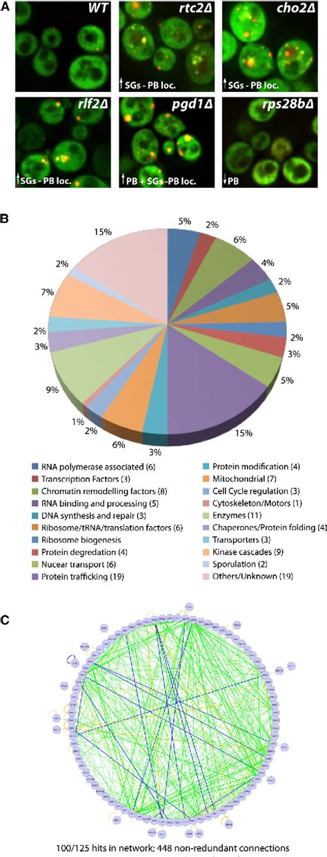 Multiple System Atrophy 的图像结果