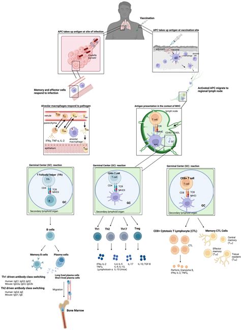 Frontiers | Vaccine development: obligate intracellular bacteria new ...
