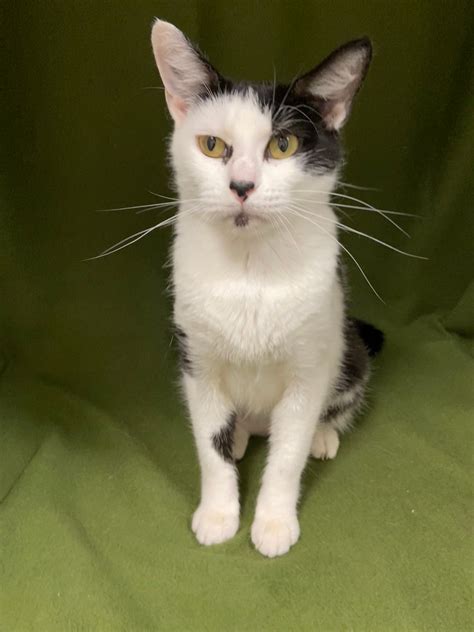 Evergreen is adopted! | Happy Cats Haven