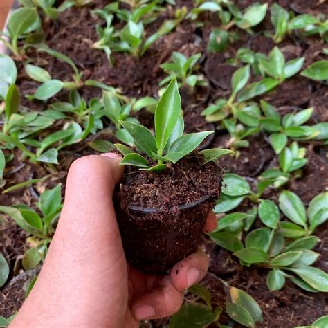 Bestseller Plant Packs – The Affordable Organic Store