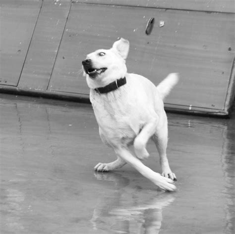 PsBattle: Dog slipping on the floor : r/photoshopbattles