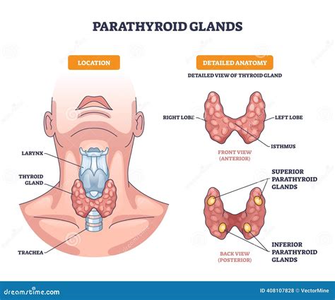 Parathyroid Glands Vector Thyroid Posterior View Vector Labeled Diagram | CartoonDealer.com ...