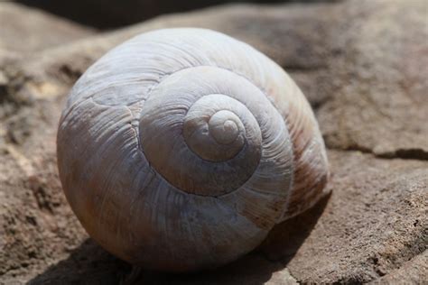 Image result for Empty Shell Like Droppings