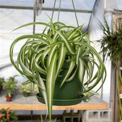 Curly Spider Plant Hanging Basket | Indoor Plants | Settlemyre Nursery