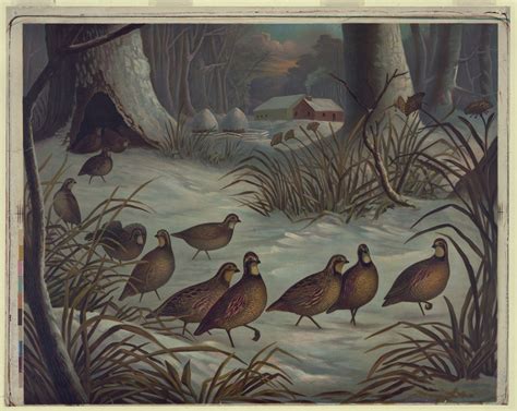 Quail Behavior: Understanding Your Flock for Better Management