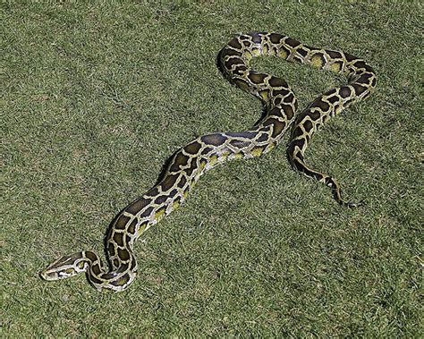 Image result for Burmese Python Constriction