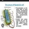 Give short note about Bacteria and structure of Bacterial cell ...