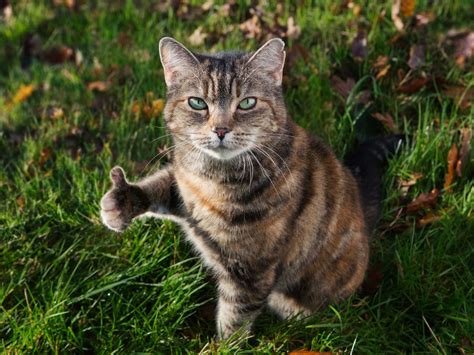 THUMBS UP CAT Memes - Imgflip