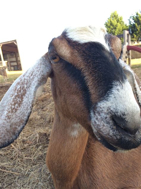 Sick Goat 的图像结果