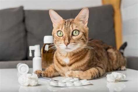 How to Give Pills to Your Cat: Tips from Crescenta Cañada Cat Clinic ...