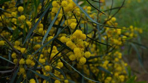 9 Countries and their National Trees – Ugaoo