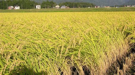 Scientists Focus on how Paddy Dwarfing Virus Entered India's Crop Belt ...
