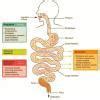 Draw a infographic calender to explain the process of digestion in ...