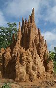 Image result for termite mounds