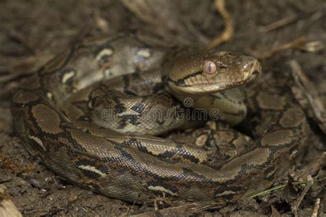 Image result for Hatchling Reticulated Python