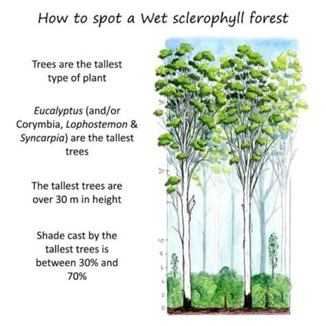 Australian forests and where to find them | Paperbark Writer