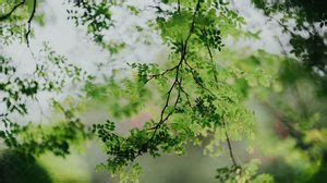 Acacia 4k uhd 16:9 wallpapers hd, desktop backgrounds 3840x2160, images ...